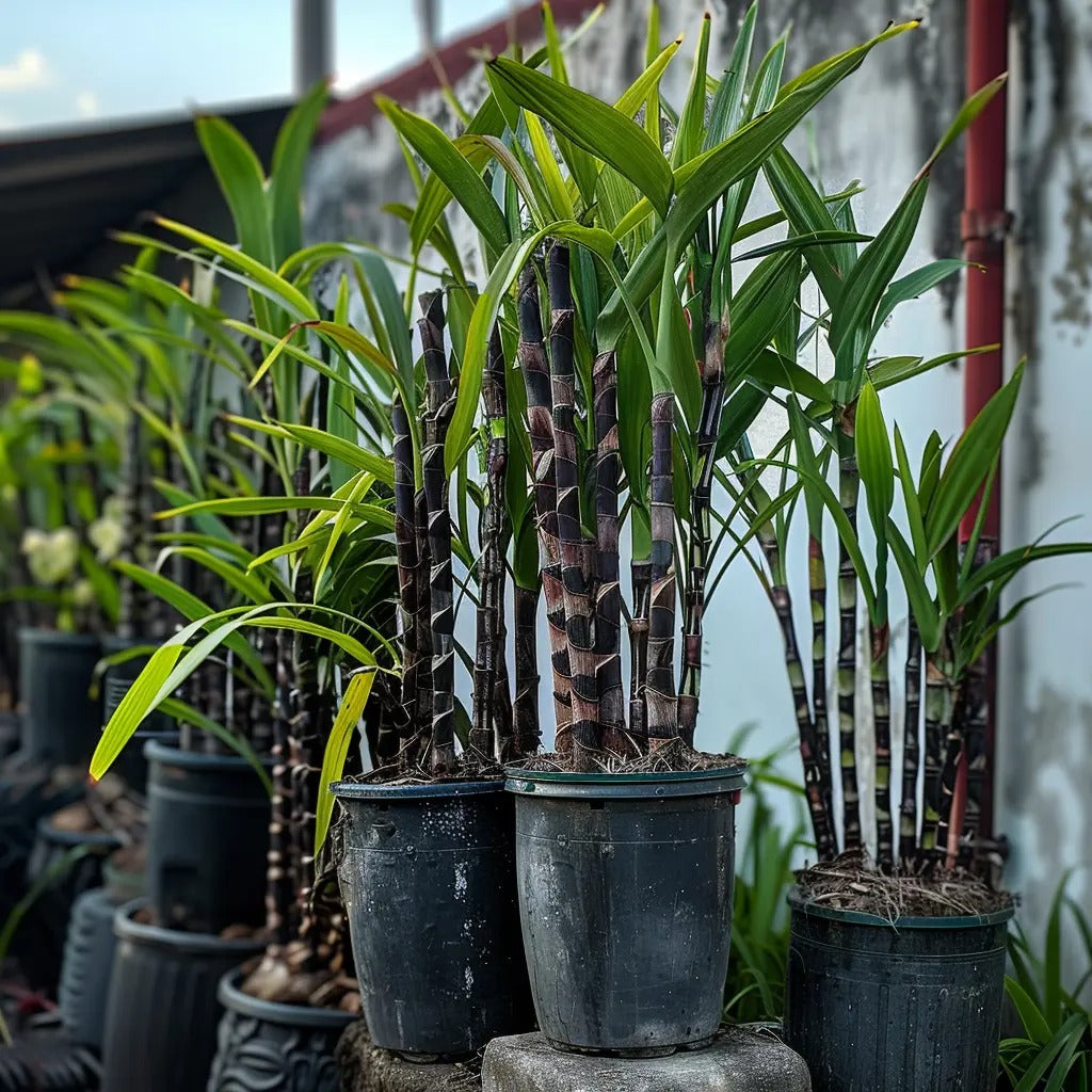 Premium High-Sucrose Sugarcane Seeds | 1000+ Non-GMO Hybrid Sugar Cane Seeds for Home Gardening 🌿🍬
