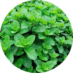 Menthol & Camphor