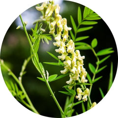Sophora Flavescens Root Extract