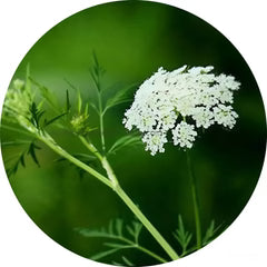 Cnidium Monnieri Extract