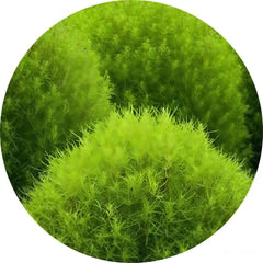 Kochia Scoparia Fruit Extract